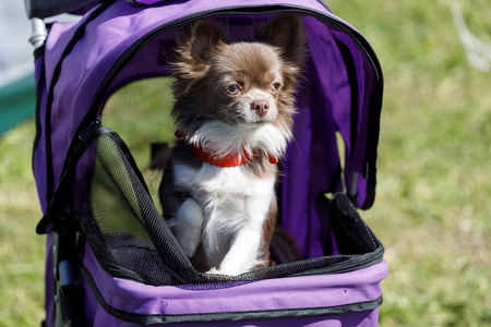 honden buggy