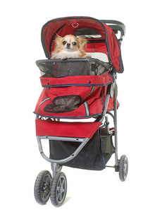 hond buggy